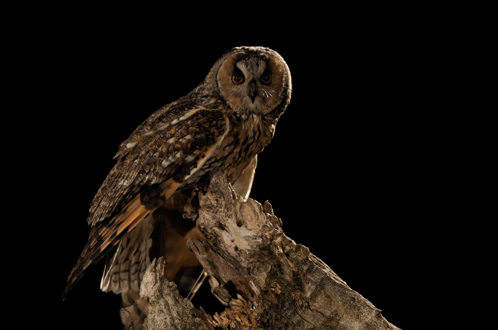 Imagen 16 de la galería de Búho Chico - Long-eared Owl